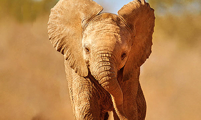 szavanna-elefant