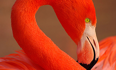szavanna-flamingo