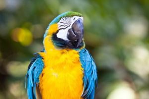 11839631 - colorful blue yellow macaw parrot bird