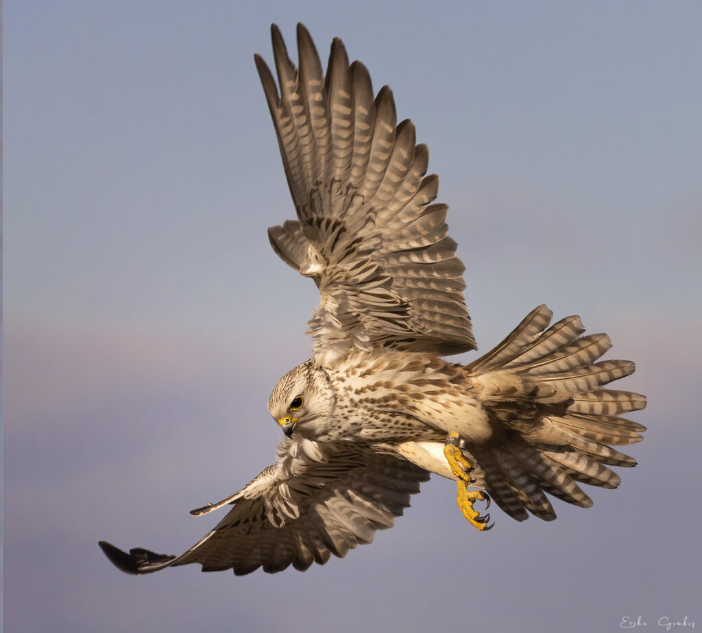 Az év madara – Kerecsensólyom